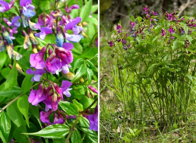 Kwiaty groszku wiosennego są naprawdę efektowne i wyróżniają się na rabacie