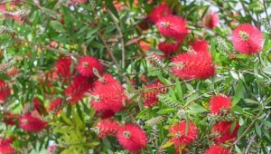 Kuflik cytrynowy to niezwykle wyglądająca roślina, która nadaje się do uprawy w donicach.