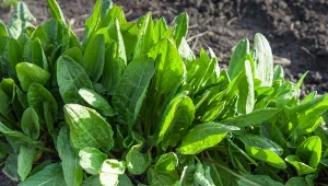 Popularne gatunki szczawiu wysiewa się w ogrodzie w marcu, kwietniu lub w sierpniu z tym, że te ostatnie dadzą plon dopiero za rok. To ostatni moment, by zadbać o wakacyjne zbiory.