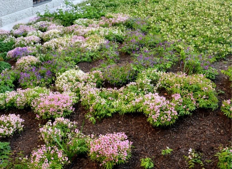 Groszek wiosenny doskonale sprawdza się jako roślina porastająca nieestetyczne placki na rabacie oraz miejsca, gdzie nie dochodzi dość słońca dla i...