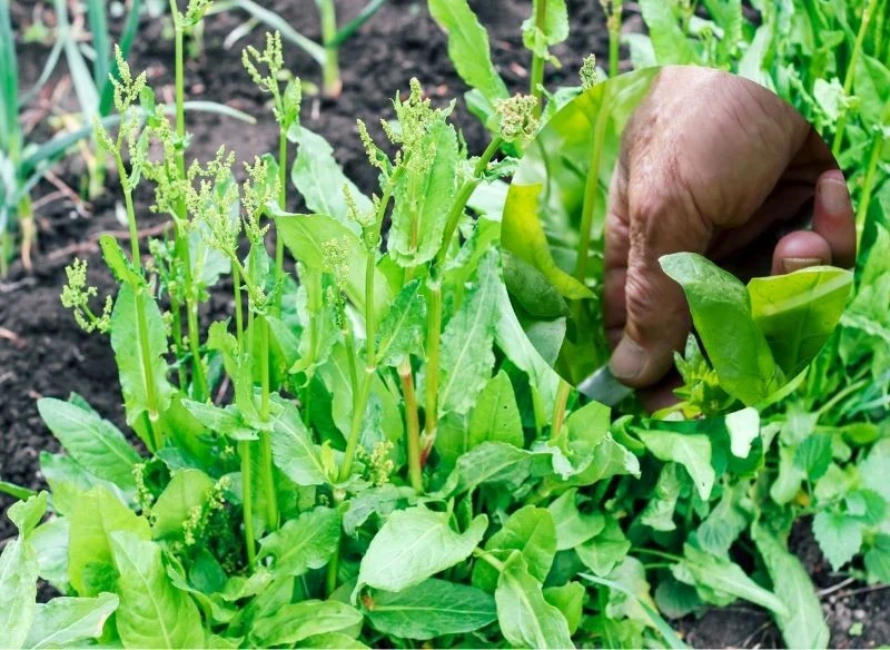 W ogrodowej uprawie koniecznie pamiętaj o usuwaniu kwiatostanów z kępek szczawiu