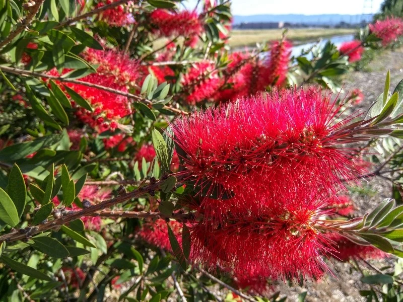 Po przekwitnięciu zaleca się przycinanie kuflika cytrynowego