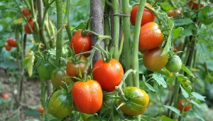 Nie popełniaj tych błędów podczas sadzenia pomidorów, a uzyskasz obfite plony./123R.com