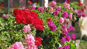 Kiedy i jak często nawozić pelargonie? Warto robić to co weekend, albo w zmniejszonej dawce przy każdym podlewaniu. Ważne, by nie przelewać przy tym roślin, bo ich korzenie zaczną obumierać.