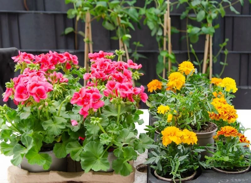 Sadzonki pelargonii, podobnie jak innych kwiatów, powinny trafić do ciebie w odżywionym podłożu