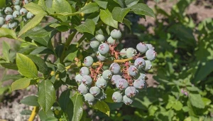 Zrób warzywny oprysk, a zapomnisz o gąsienicach na borówce amerykańskiej.