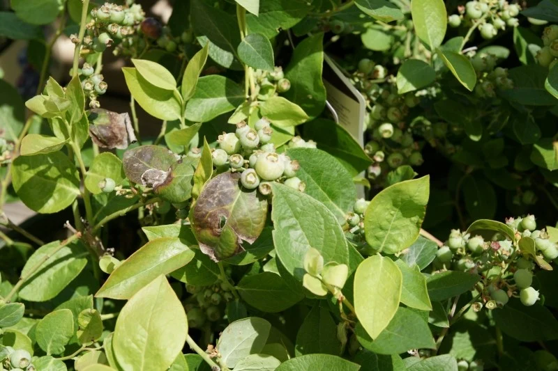 Borówka amerykańska może czasami padać ofiarą różnych szkodników