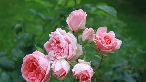 Róże będą kwitły obficie, jeśli odżywimy je naturalnymi nawozami.