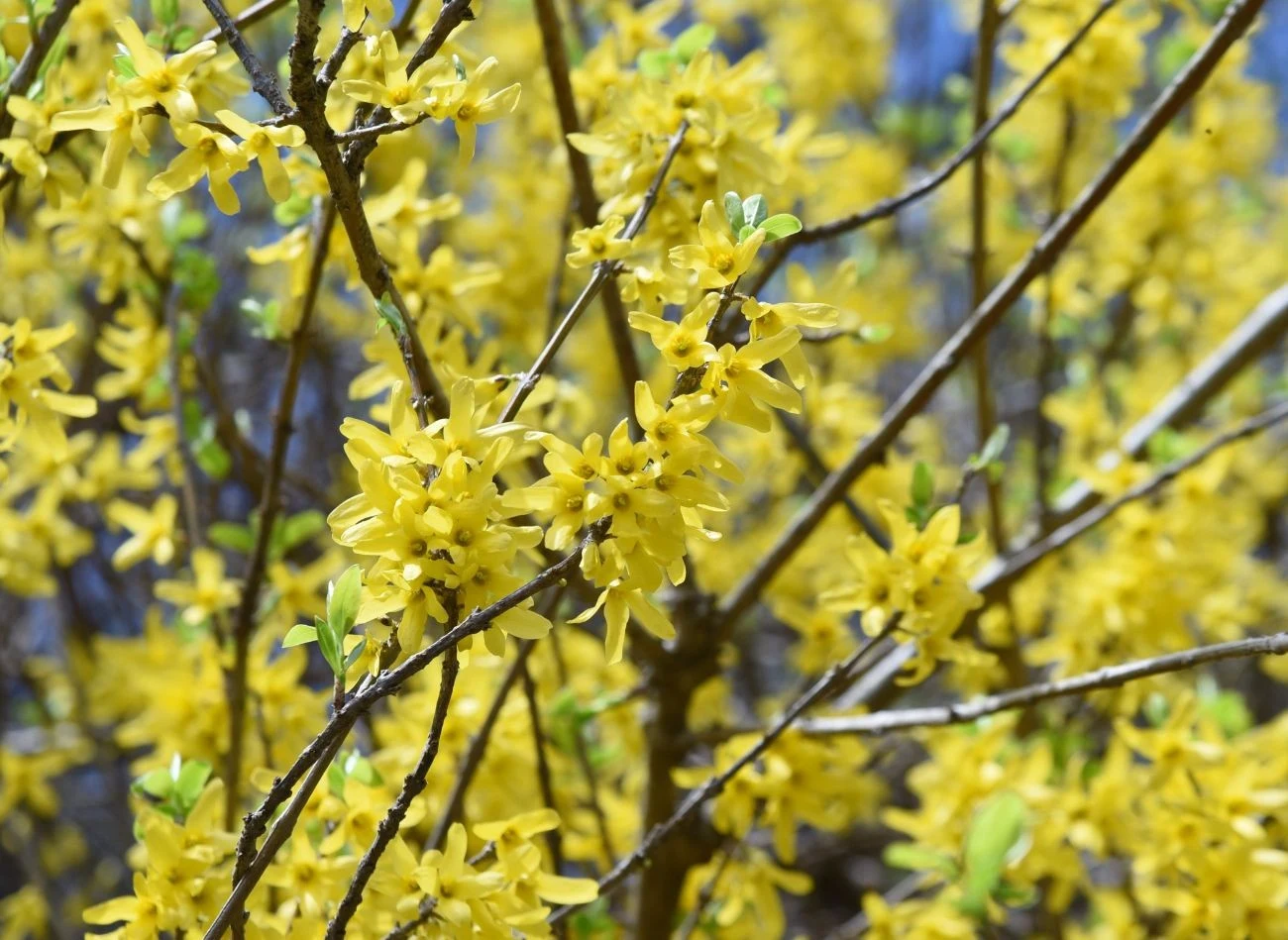 Forsycję przycinamy wiosną, ale dopiero po przekwitnięciu