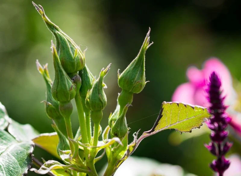 Wczesną wiosną sprawdzamy pH gleby, w której rosną róże