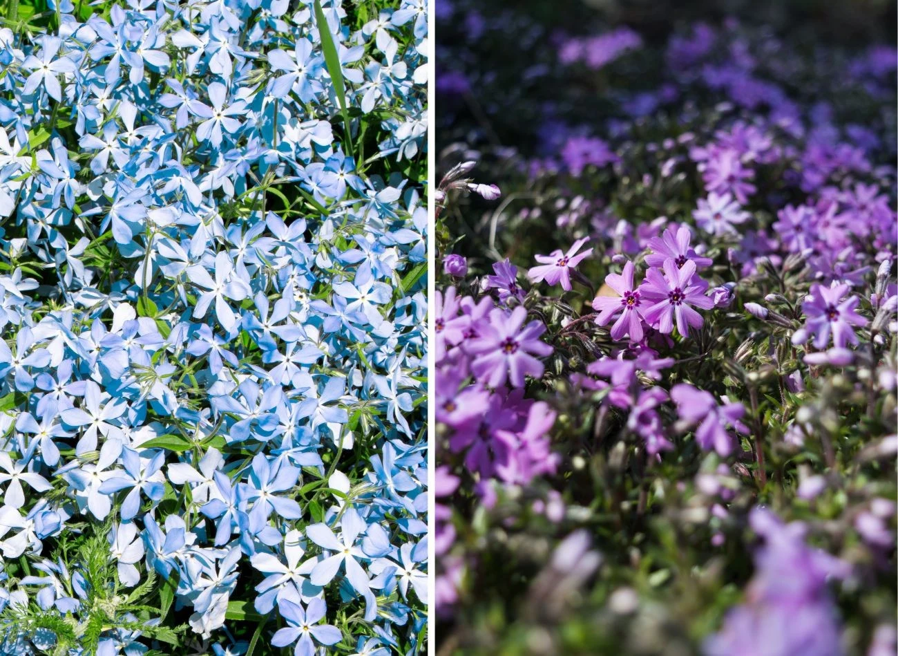 Najpopularniejszą odmianą floksa kanadyjskiego jest 'Blue Moon", ale warto posadzić też inne rodzaje
