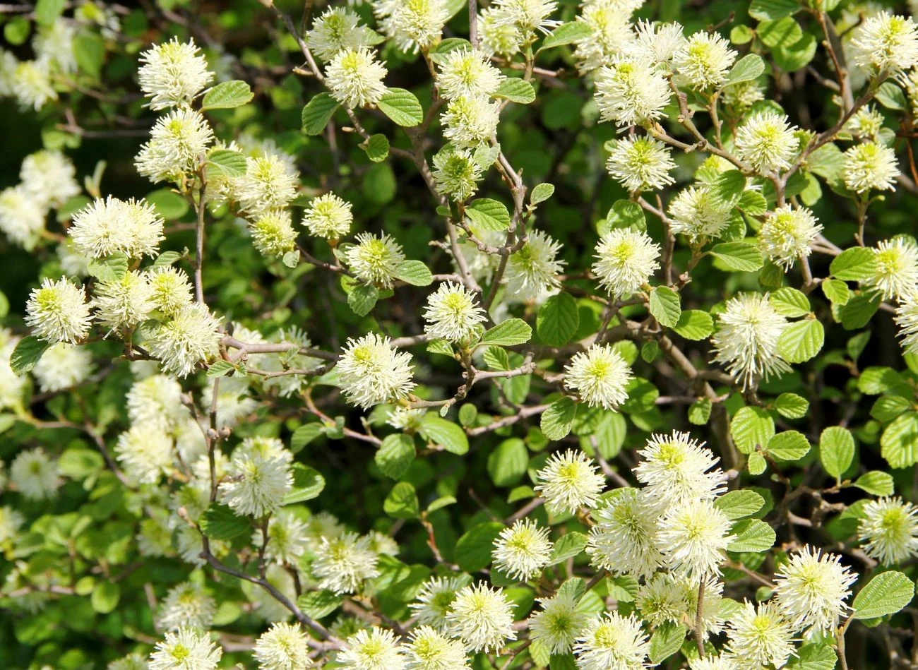 Fothergilla major to uroczy krzew, który wymaga wiosennego przycięcia