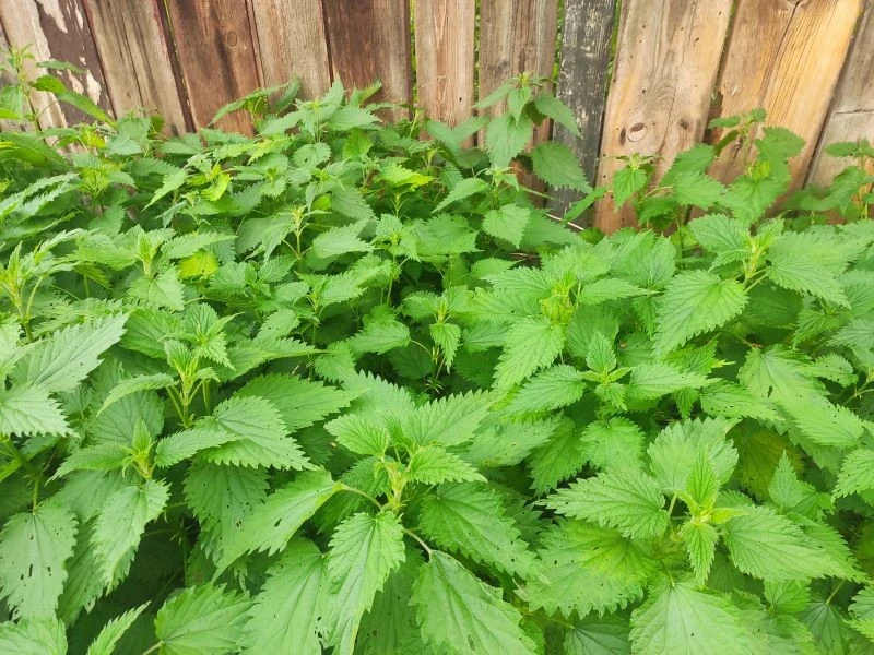 Z pokrzyw przygotujmy odżywczą gnojówkę do róż