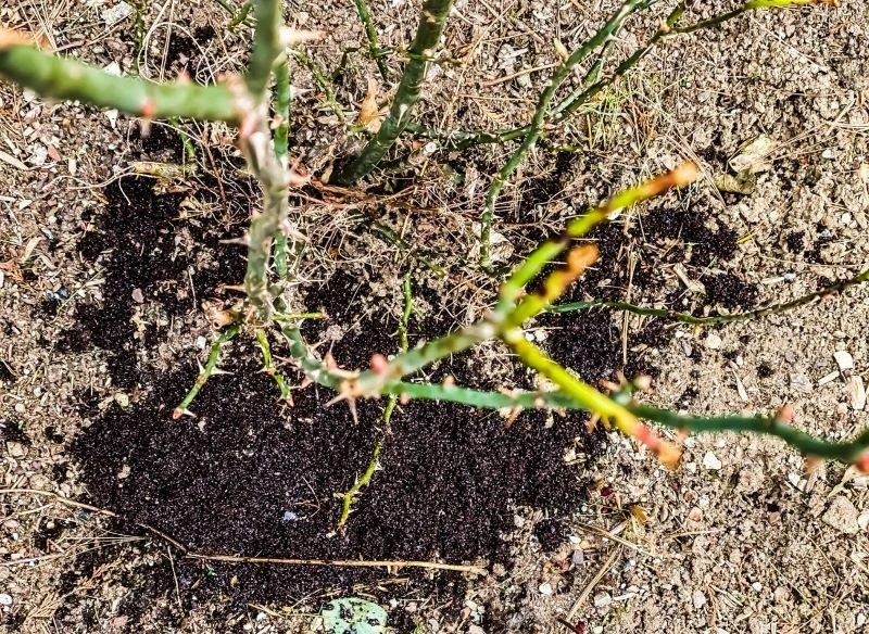 Róże możemy nawozić fusami z kawy