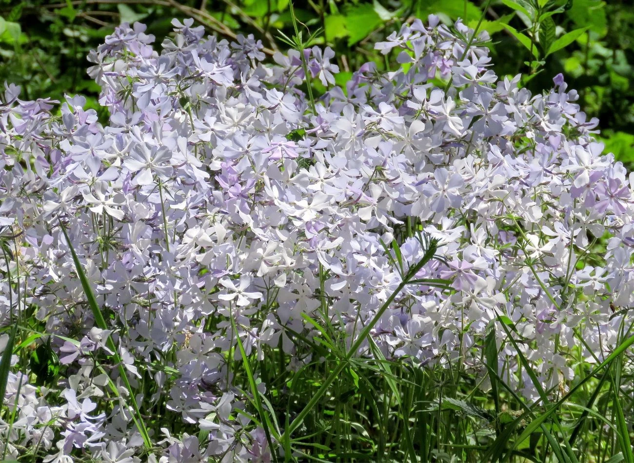 Floksa kanadyjskiego można posadzić w ogrodzie na wiosnę lub jesienią