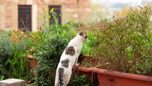 Koty podczas zakopywanie swoich odchowów niszczą rośliny. Niektóre nawet podgryzają.