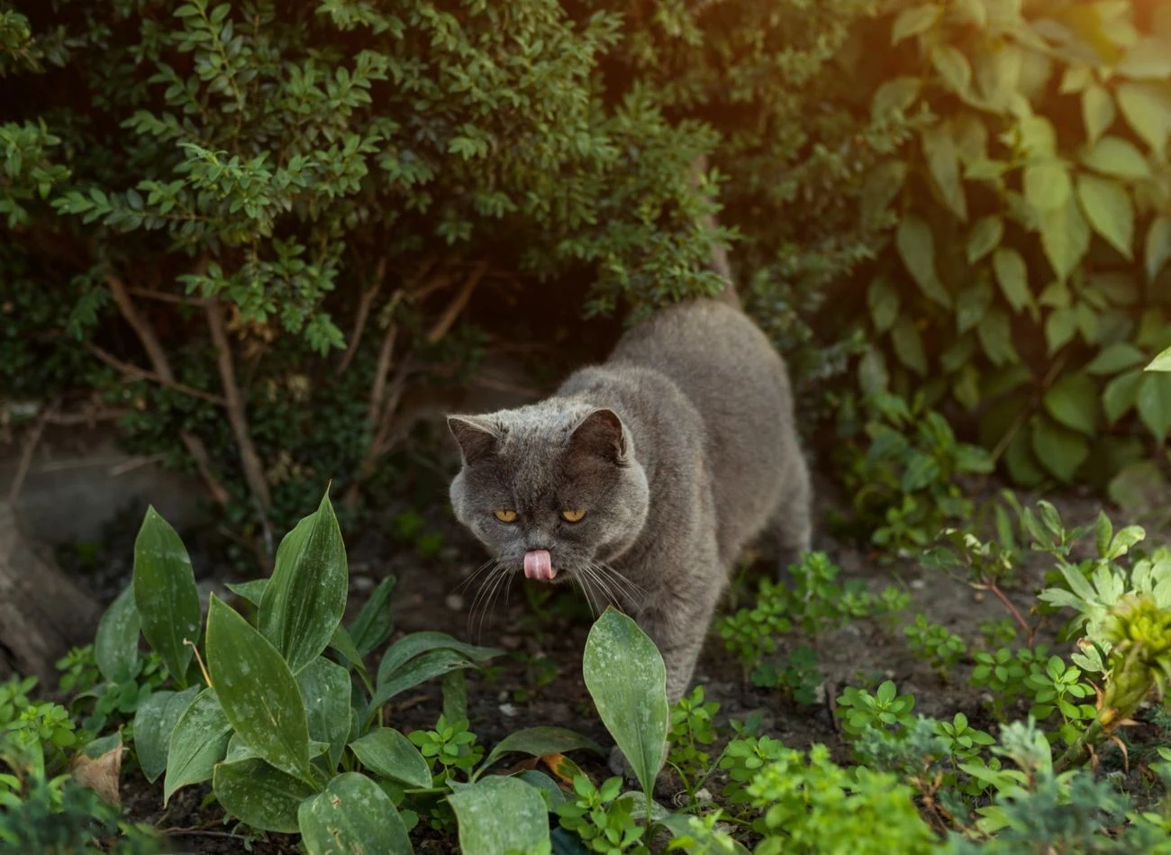 Koty mają swoje ulubione miejsca w ogrodzie, dlatego warto tam porozrzucać "zapachy", których nie lubią