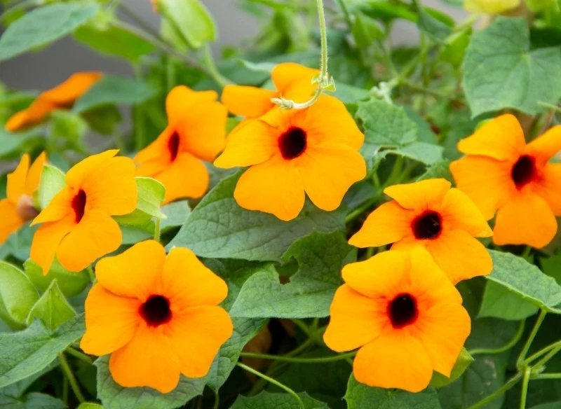 Tunbergia oskrzydlona wymaga ciepłego i dobrze nasłonecznionego stanowiska