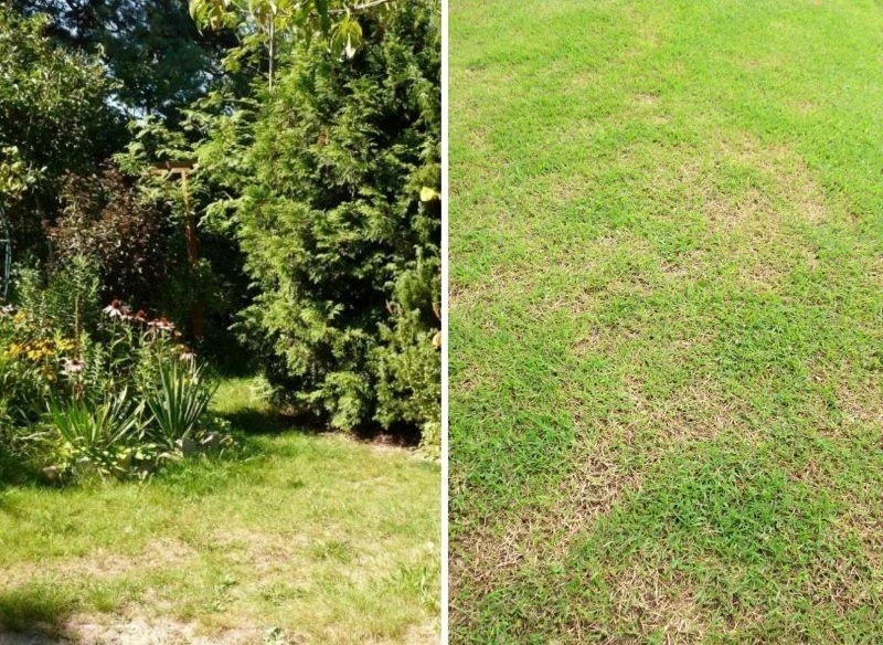 Placki widoczne gołym okiem już z daleka odbierają trawnikowi cały urok