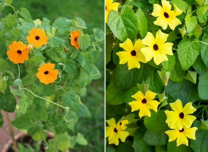 Kwiaty tunbergii występują w różnych kolorach