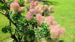 Gdzie najlepiej sadzić perukowca podolskiego? Nie ma wielkich wymagań, ale w takim podłożu się nie przyjmie