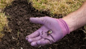 Pędraki są ogromnym zagrożeniem nie tylko dla trawnika, ale całego ogrodu. Jak się ich pozbyć domowym sposobem?