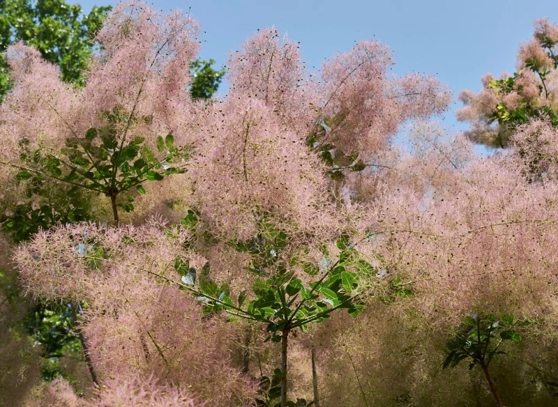 Perukowiec podolski najlepiej rośnie na stanowiskach słonecznych