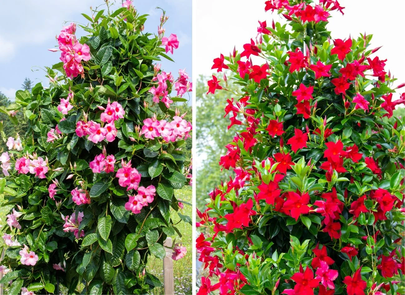 Dipladenia nie jest wymagająca w uprawie rośliną, ale wszystkie zabiegi przy niej trzeba wykonywać w rękawicach