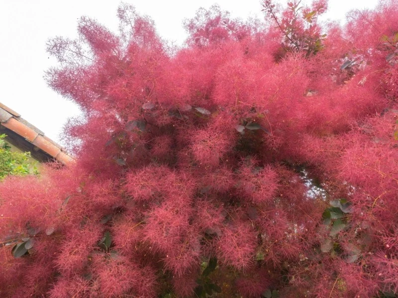 Perukowiec podolski nie znosi ziemi o zbyt kwaśnym pH