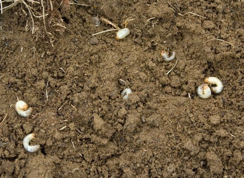 Uszkodzoną trawę można łatwo zerwać, by ujrzeć białe, wygięte larwy, czyli pędraki