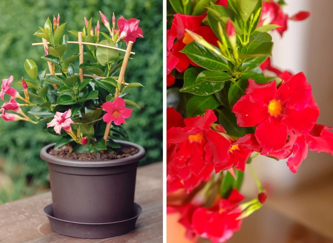 Dipladenia może być również uprawiana w domu