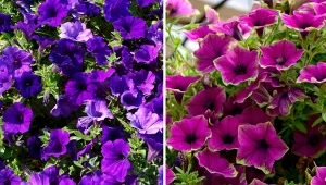 Najlepsze odmiany supertunii Vista znajdziesz w rozmaitych kolorach pojedynczych i łączonych, z kontrastującymi żyłkami lub ciekawą obwódką. Kwitną całe lato, a pogodowe kaprysy im niestraszne.