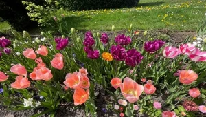 Co zrobić z tulipanami po przekwitnięciu? Zastosuj holenderską metodę./Deccoria.pl