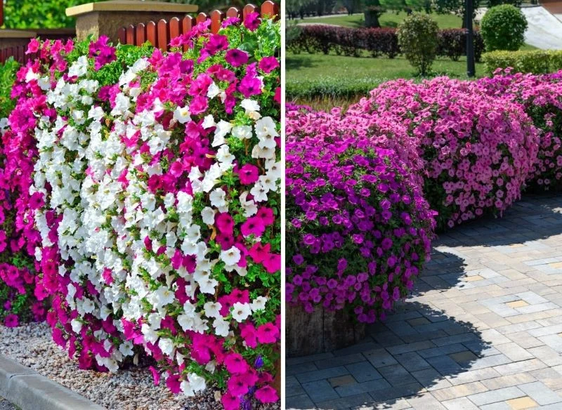 Supertunie rosną kaskadowo, gdy tylko zapewnisz im taką możliwość