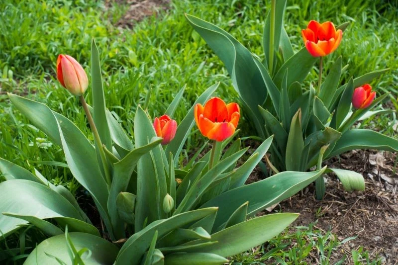Co zrobić, by tulipany co roku wspaniale kwitły