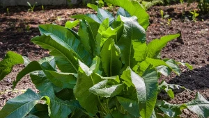 Dlaczego warto sadzić chrzan w grodzie? Nie tylko nadaje potrawom wyjątkowego smaku.