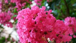 Jak przyciąć lagerstroemię, by długo kwitła? Najpiękniejsze odmiany i pielęgnacja lagerstroemii indyjskiej