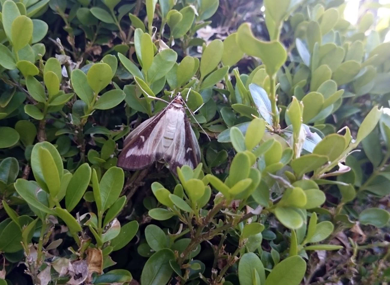 Samice ćmy bukszpanowej składają po ok
