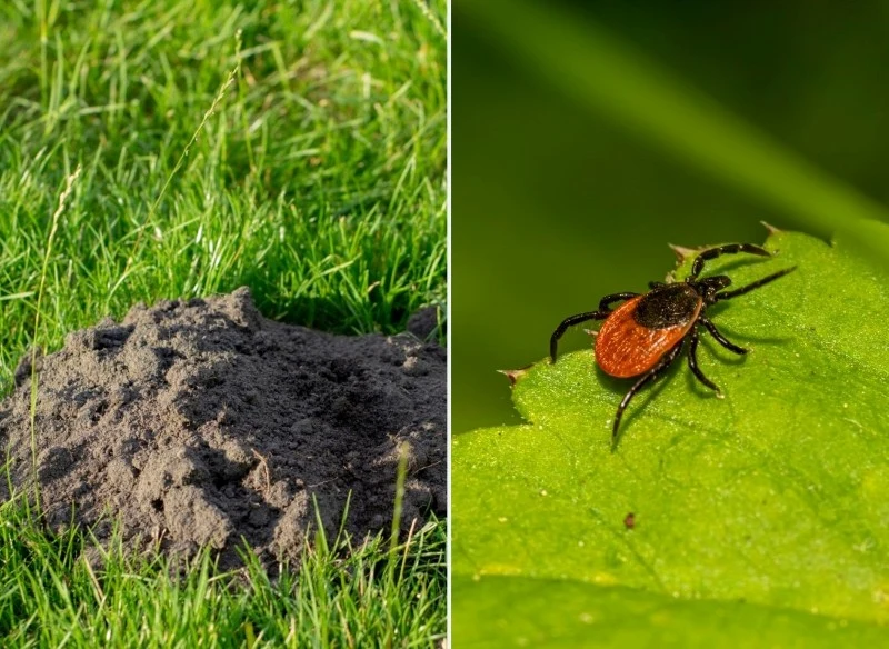 Chrzan jest skuteczny w walce z niektórymi szkodnikami w ogrodzie