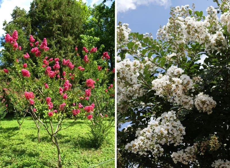 Do najbardziej popularnych należą krzewy z malinoworóżowym ukwieceniem, jednak równie pięknie wyglądają odmiany kwitnące na biało, czerwono lub pur...
