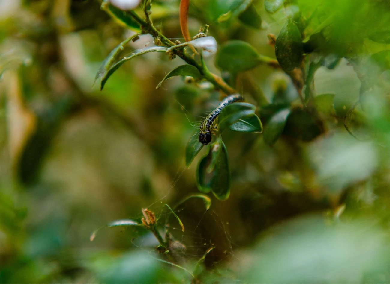 Larwy ćmy bukszpanowej są bardzo żarłoczne
