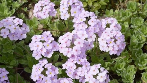 Naradka zakwitnie nawet w szczelinie muru i na żwirowej ścieżce.