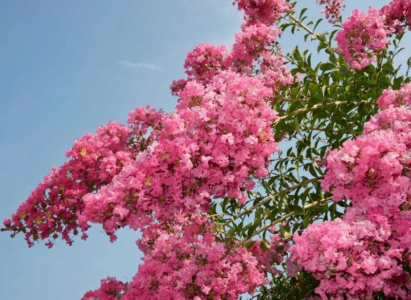 Kwiaty lagerstroemii zebrane są w wielgachne kiście i utrzymują się niezwykle długo, stąd ich ogrodnicza sława