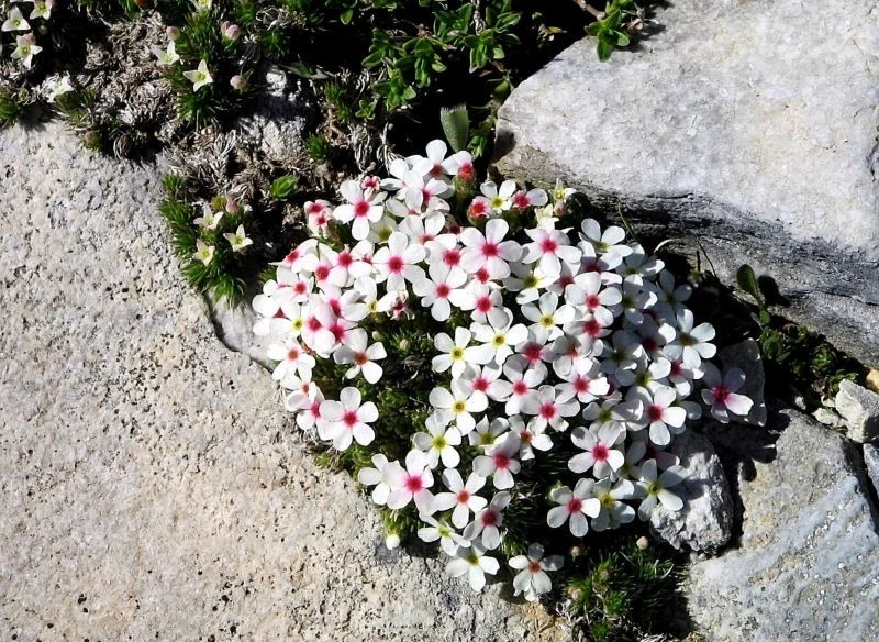 Naradka alpejska w naturze występuje na terenach górskich