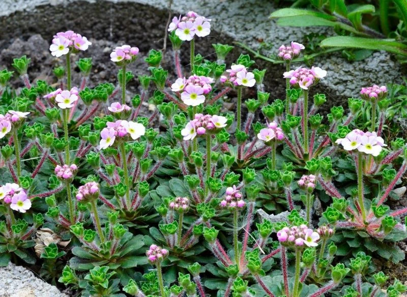 Wiosną naradki obsypują się kwiatami