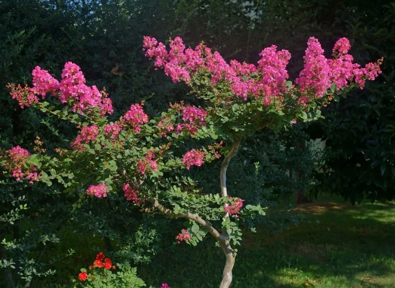 Roślinę łatwo formować w dowolny sposób - może być drzewiasta o otwartej, kielichowatej koronie lub w formie kulistego krzewu