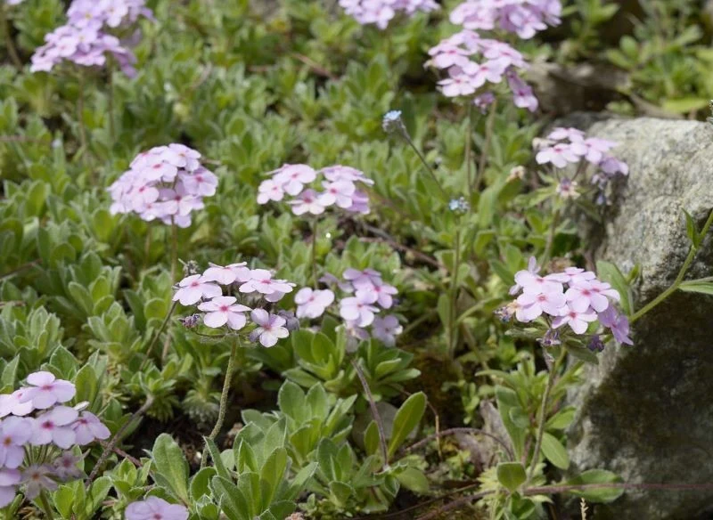 Niektóre naradki mają różowe kwiaty