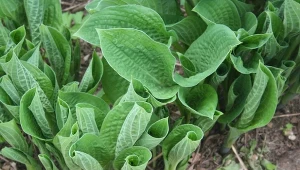 Funkie powinniśmy nawozić w trzech ważnych momentach.