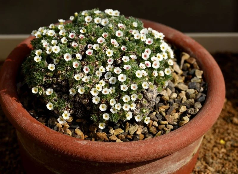 Naradkę możemy uprawiać również w donicy