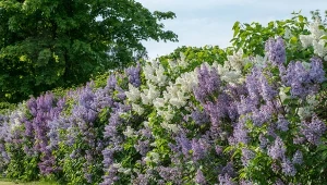 Żywopłot z lilaka pospolitego pięknie zdobi twój ogród.
